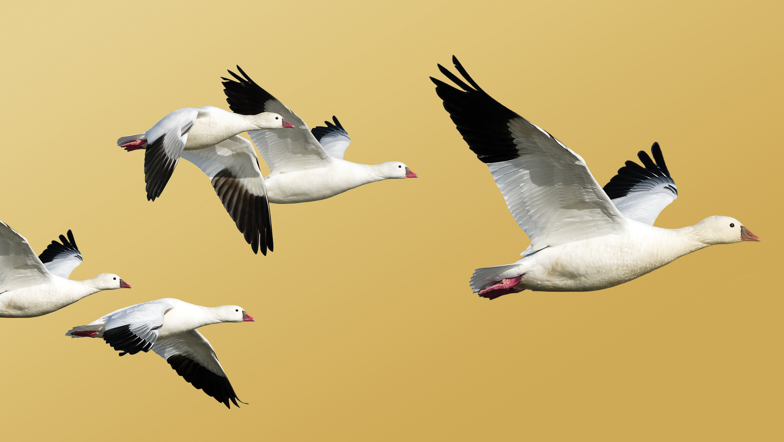 A goose is shown flying ahead of its flock.