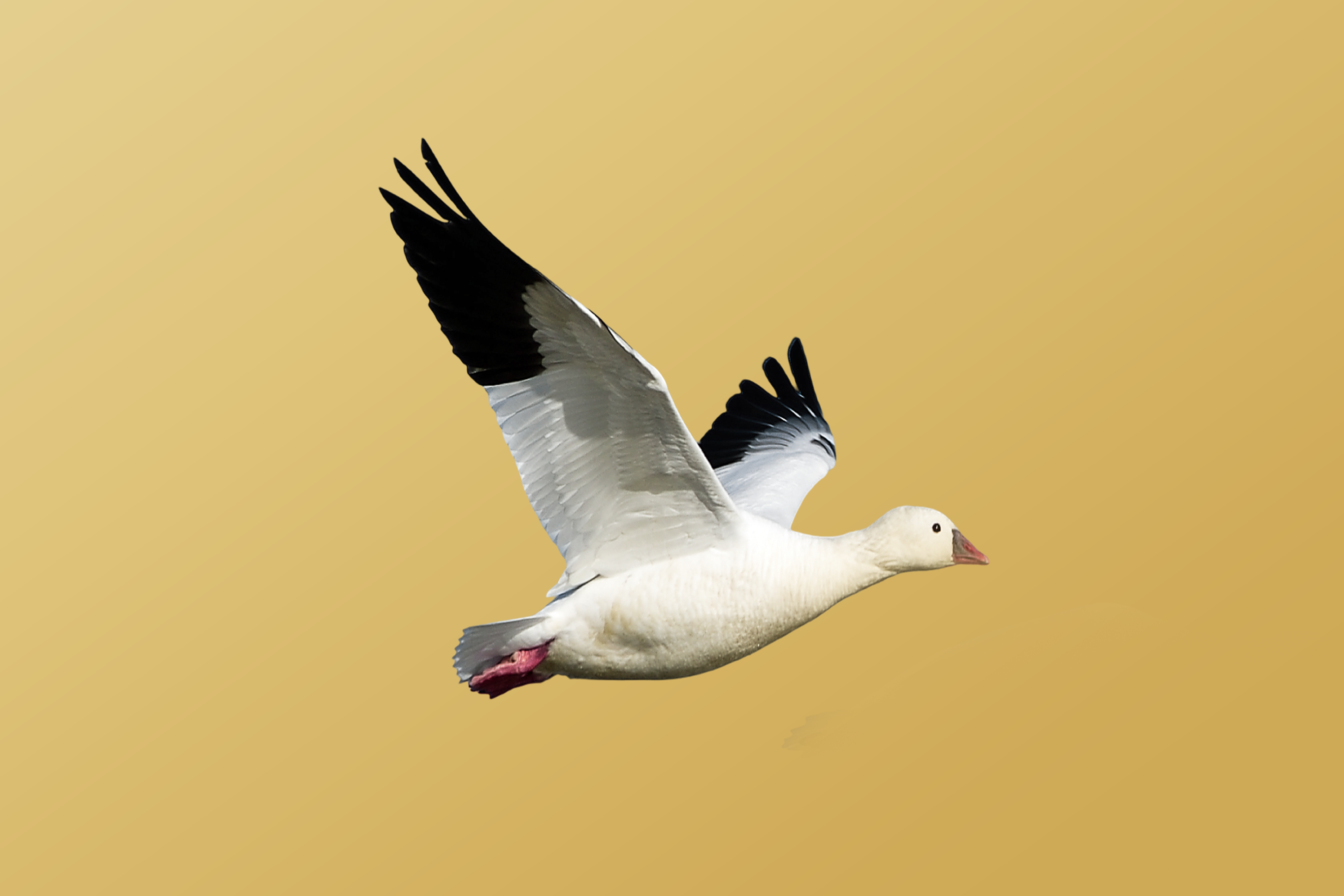 A goose is shown flying ahead of its flock.